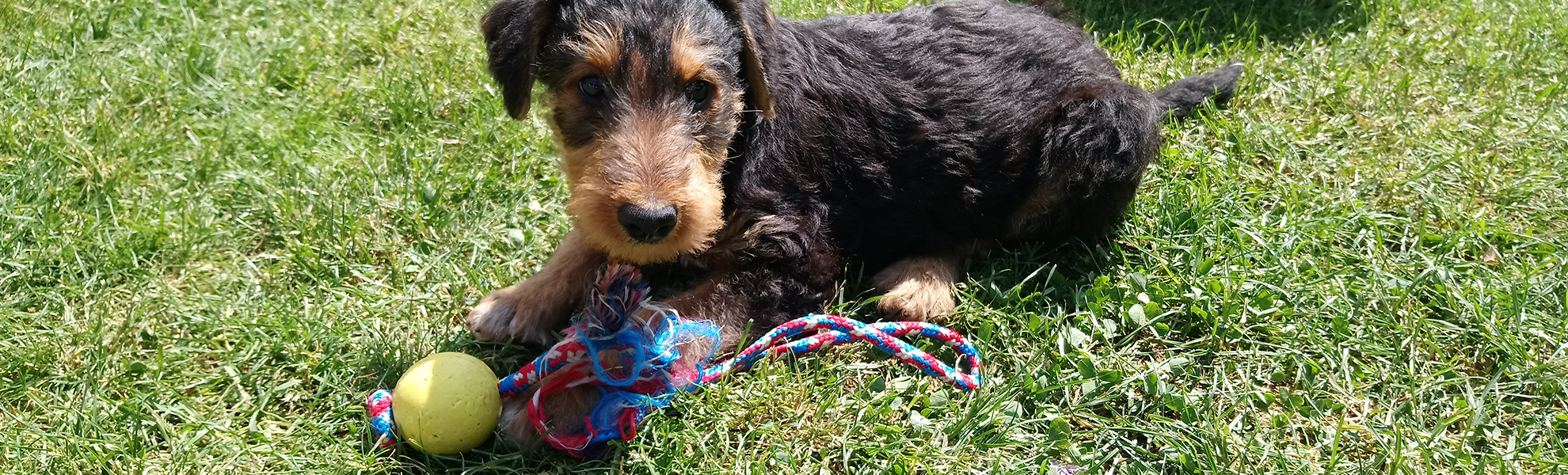 Allegra Airedales im Garten